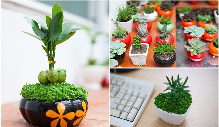 Top 5 cây để bàn hợp với mệnh Kim đem tài lộc may mắn