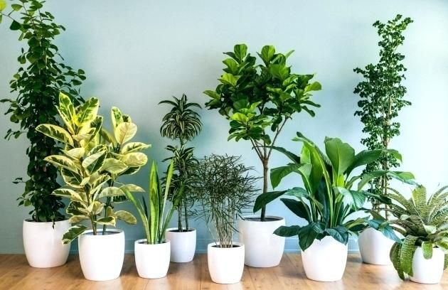 5 loại cây cảnh mang tài lộc cho người mệnh hỏa