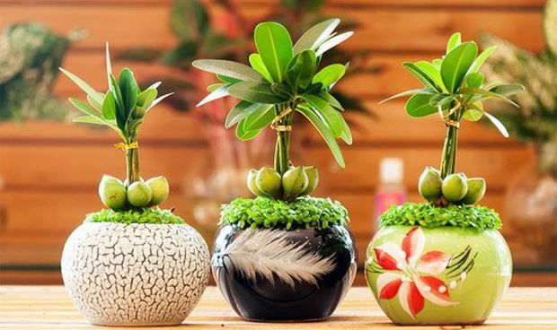 5 loại cây cảnh để bàn cực tốt cho phong thủy