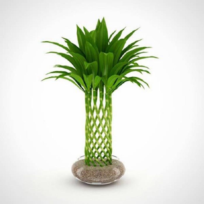 Giải đáp có mấy loại trúc trồng làm cảnh ưa chuộng nhất hiện nay