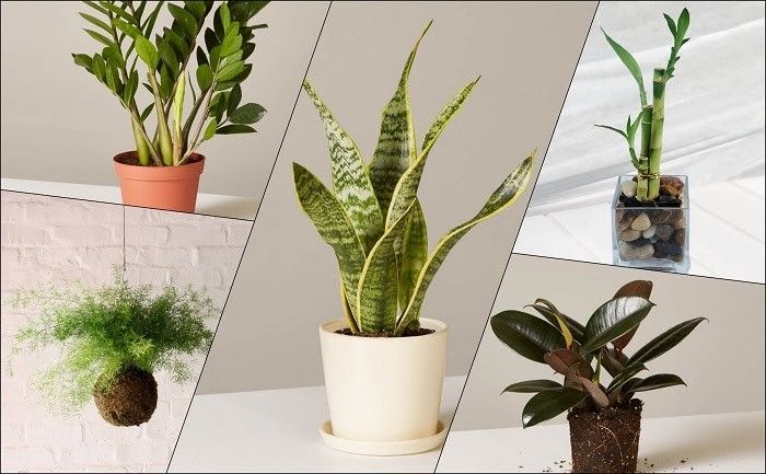 Tết nên mua cây hay thuê cây để trưng bày trong nhà?