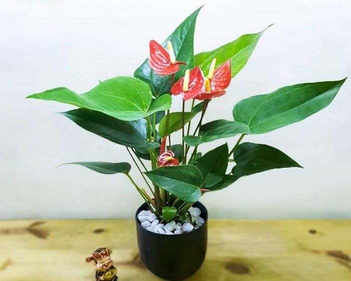 Bạn đã biết cung Bạch Dương hợp cây cảnh nào chưa?
