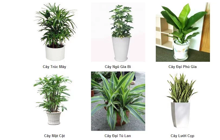 Làm mẫu hợp đồng thuê cây cảnh chưng Tết cần lưu ý gì