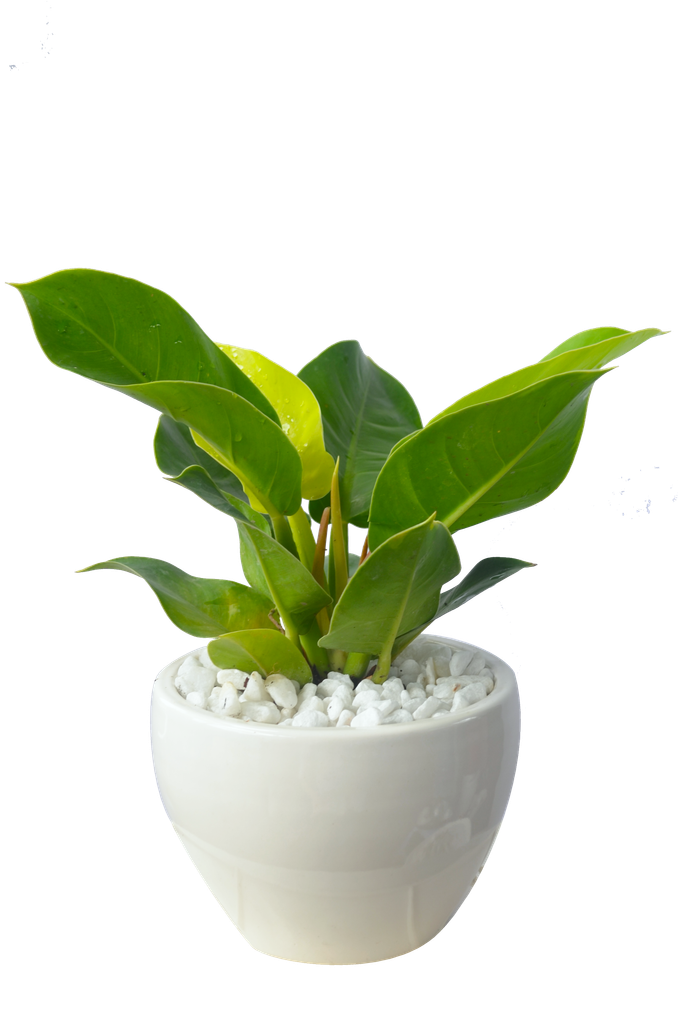 Quyền lực Đế Vương Vàng thuê cây để bàn phòng lãnh đạo.