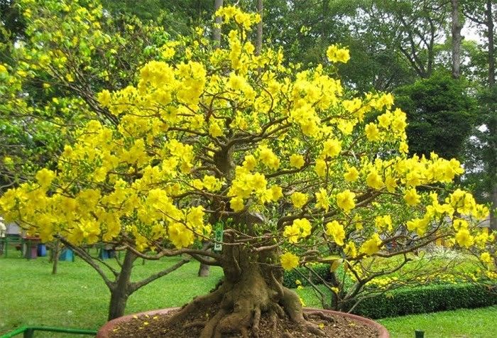 Cách kích thích Mai nở hoa nhanh đúng dịp Tết đến Xuân về