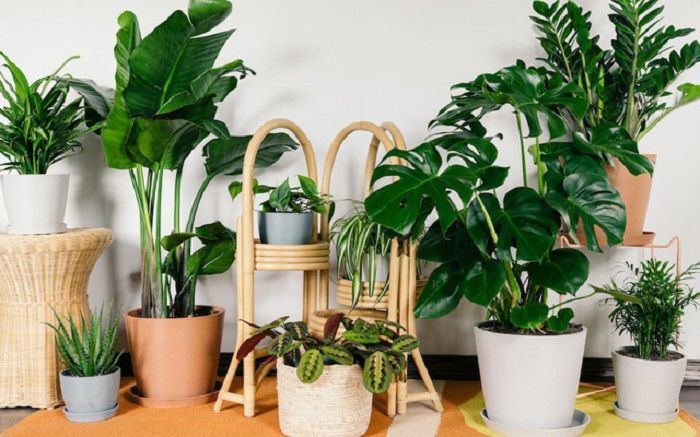 Vài cách lọc không khí trong mùa dịch CoVID 19 hiệu quả cao