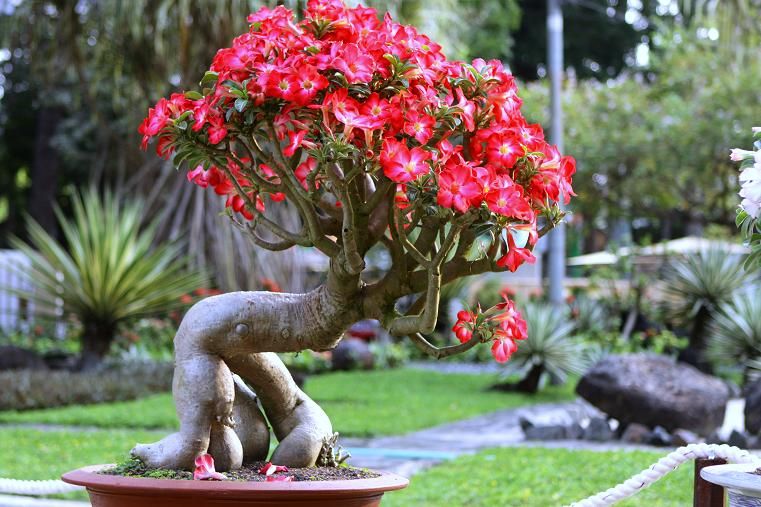 Tham khảo kỹ thuật cắt tỉa cây hoa sứ không phải ai cũng biết
