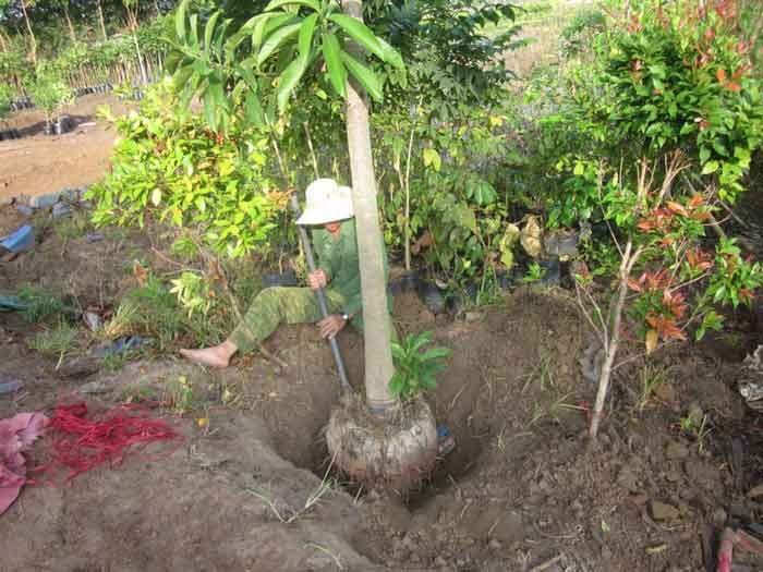 Kỹ thuật trồng cây công trình chuyên nghiệp tại Cội Nguồn Xanh