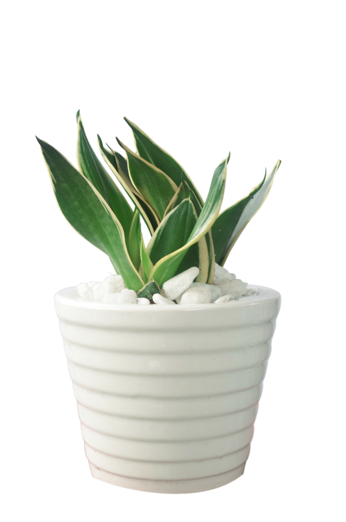 Lưỡi Hổ Thái cây xanh văn phòng giúp xua tan vận đen.