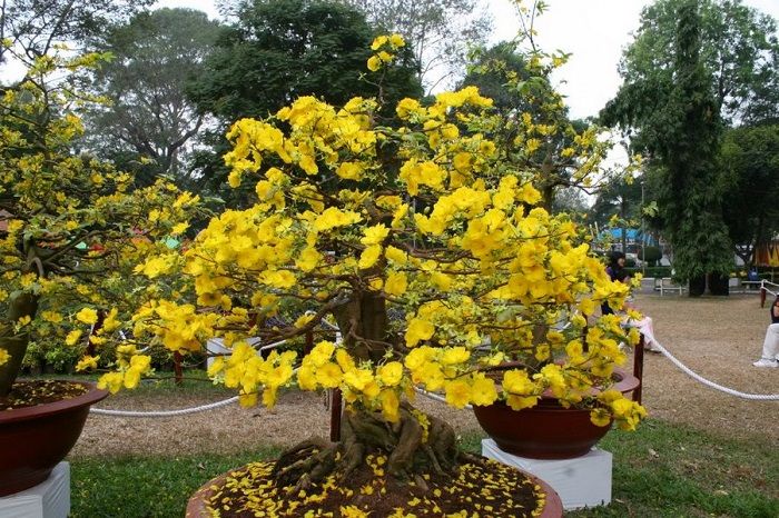 Hướng dẫn bạn bứng mai cách chăm sóc cây mai mới bứng vào chậu