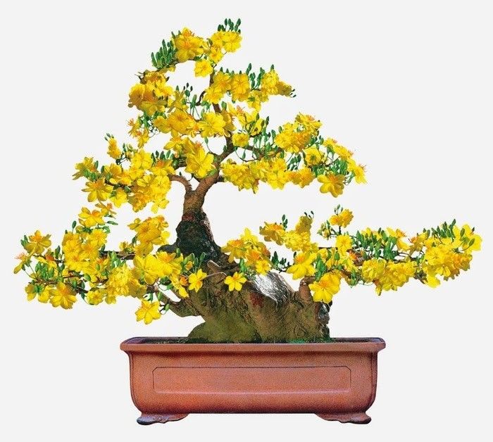 Năm Canh Tý 2020 nên chưng cây gì hút tài lộc cho cả năm may mắn