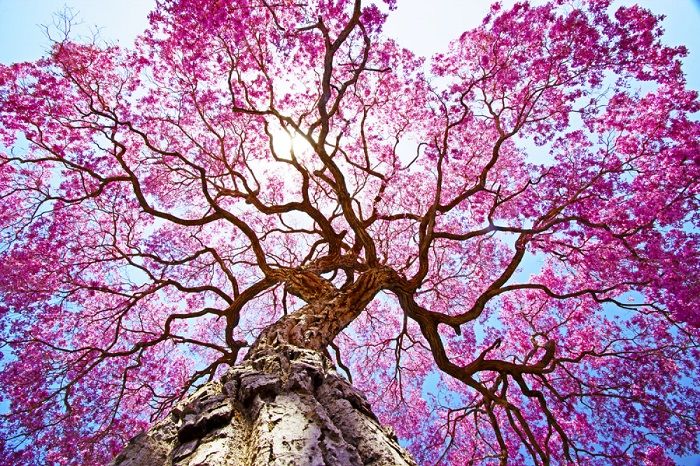 TOP 7 loại cây xanh có tán lớn nên trồng làm bóng mát