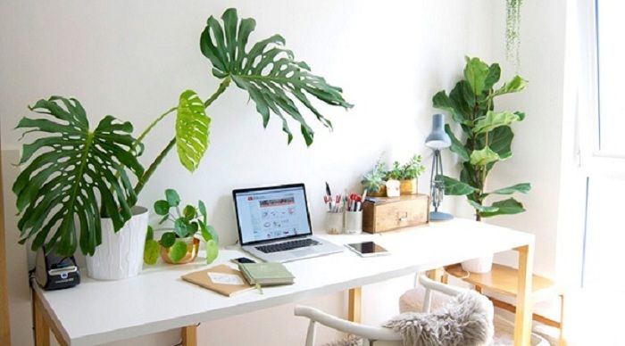 Chọn cây cảnh cho người tuổi Mẹo không khó như bạn nghĩ nhé!