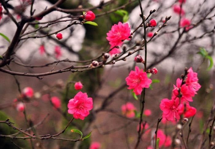Bệnh chảy nhựa và cách chữa, phòng chống cho cây đào