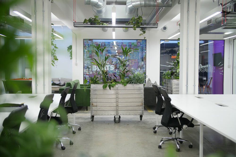 Bạn đã biết Tết nên chưng cây gì ở văn phòng để hút lộc chưa?