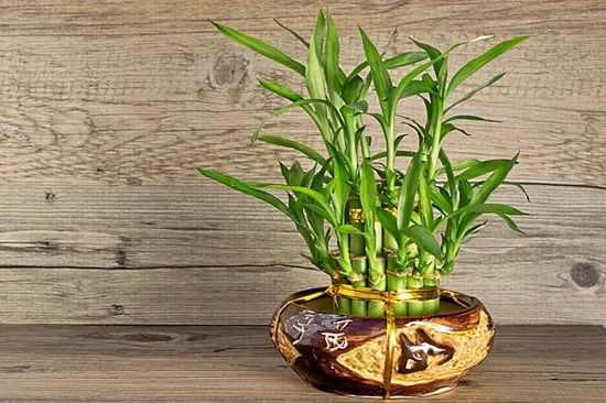Top 7 cây cảnh để bàn thờ Thần Tài rước lộc cầu may