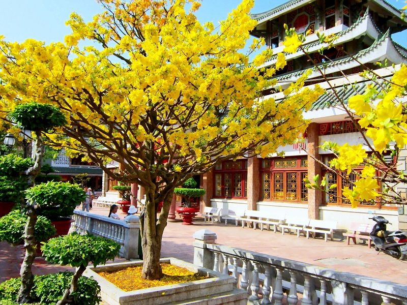 Chọn thời điểm cắt tỉa cây mai nào thích hợp trong năm?