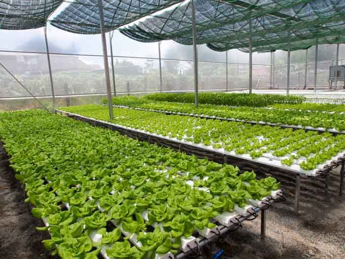 Tìm hiểu thủy canh là gì? Các mô hình thủy canh phổ biến hiện nay
