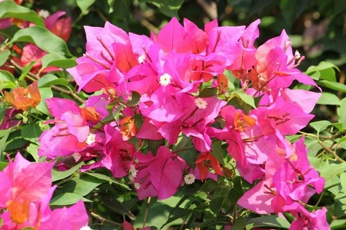 Cách chăm sóc hoa giấy ra hoa đúng Tết chuẩn nhất