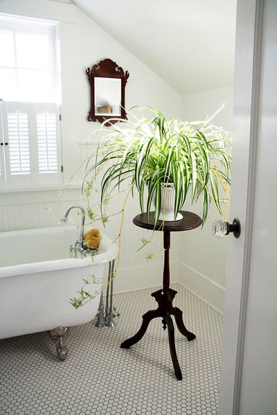 Những cây cảnh nên trồng trong nhà để hút khí độc