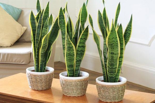 Cải thiện giấc ngủ bằng cây xanh đặt trong phòng ngủ