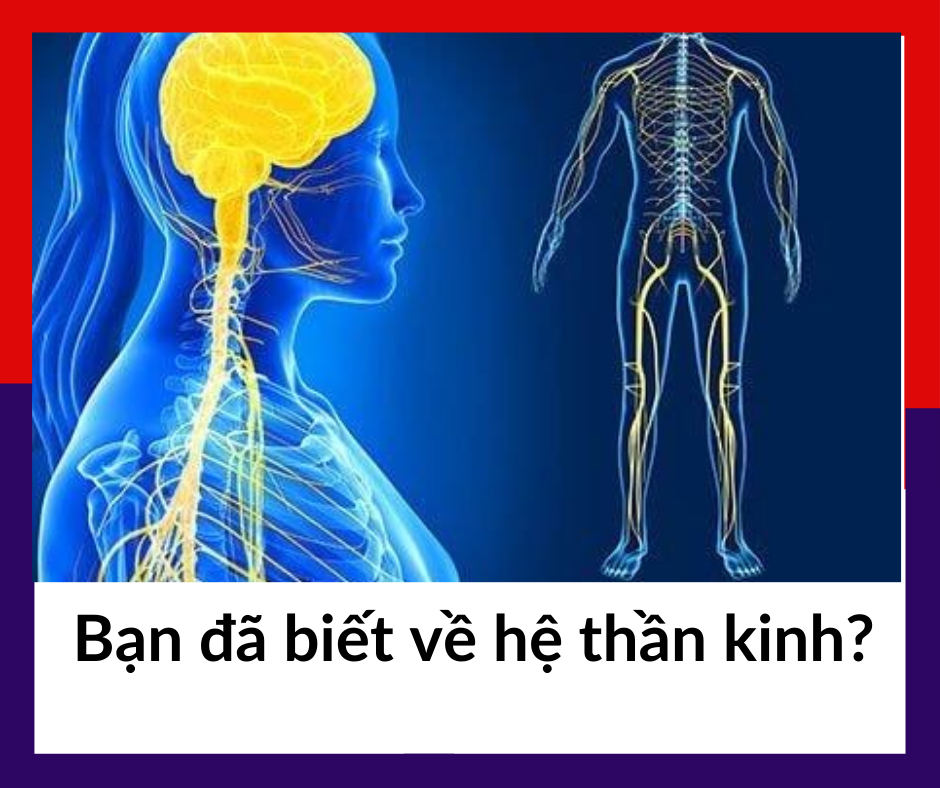 HỆ THẦN KINH BẠN ĐÃ BIẾT NHỮNG KIẾN THỨC NÀY CHƯA WELLBEING Wellbeing