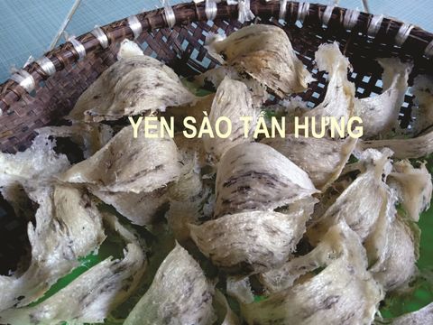 Yến sào tại Đà Nẵng Tấn Hưng- Tổ yến làm sạch L1 – 50 gr, Yến sào Quảng Nam