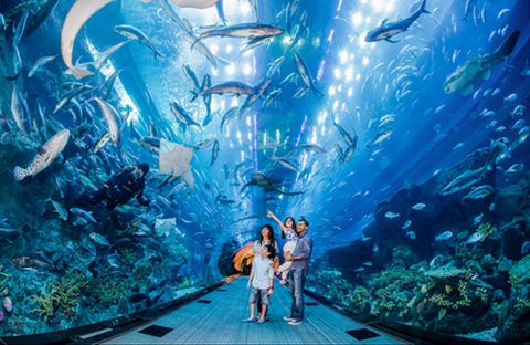 Khám phá Thủy Cung lớn nhất thế giới - Marine Life Park: S.E.A Aquarium + Adventure Cove