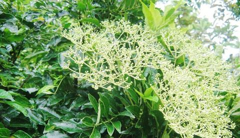 Ưng Bất Bạc - Dược liệu quý của Việt Nam giúp bảo vệ và phục hồi tế bào gan