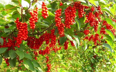 Tìm hiểu về Ngũ vị tử và công dụng hỗ trợ tăng cường sức khoẻ, chữa bệnh