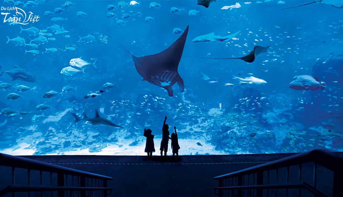 Tour Singapore Sea aquarium