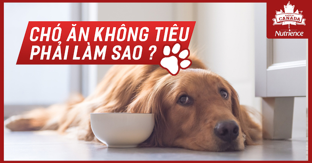 Chó ăn không tiêu phải làm sao?  Nguyên nhân và cách chữa trị