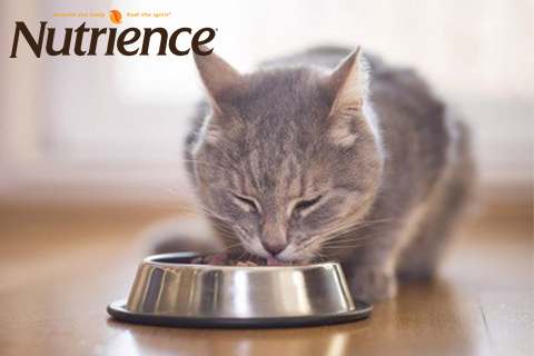 Nuôi dưỡng mèo cưng phát triển toàn diện với thức ăn hữu cơ hảo hạng