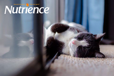 Tại sao mèo ngủ nhiều? Bật mí “nguồn gốc” thói quen ngủ nhiều ở mèo