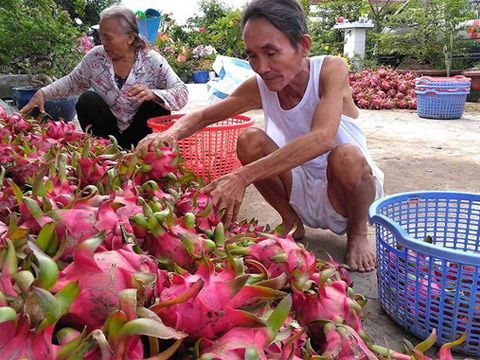 Trung Quốc quyết định đột ngột, vạn nông dân Việt khóc ròng