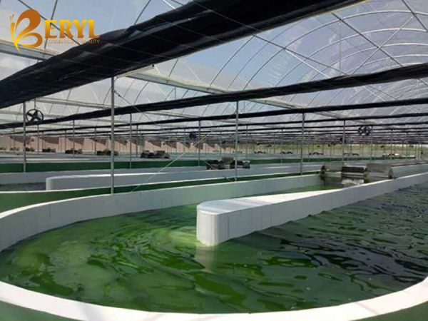 Hệ thống bể nuôi vi tảo Spirulina platensis quy mô lớn Raceway