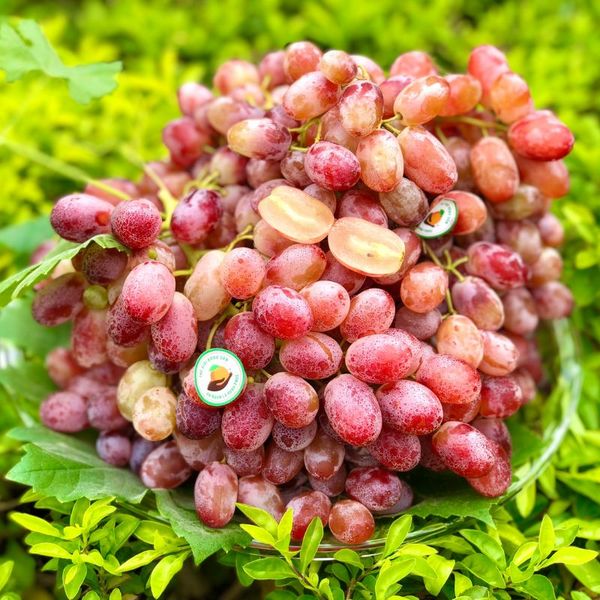Nho đỏ không hạt Úc - loại trái cây nhập khẩu tuyệt vời bạn nên thưởng thức!