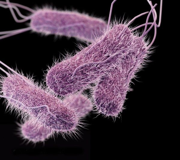 Sở Y tế TPHCM: Vi khuẩn Salmonella spp có trong phân của hai trẻ bị ngộ độc thực phẩm sau tiệc trung thu tại chung cư Palm Heights