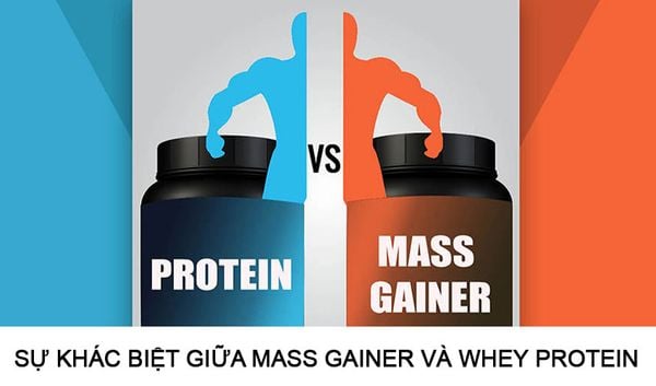 Sự khác biệt giữa Mass Gainer và Whey Protein ? Cái nào tốt hơn – BodyStore