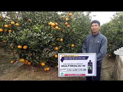 Phỏng vấn nông dân trồng cây cam tại Phù Cừ, Hưng Yên