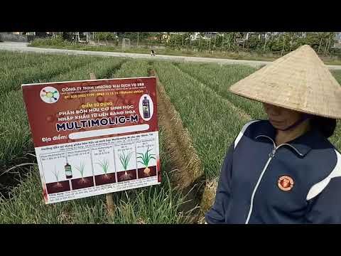 Phỏng vấn nông dân cây hành xã Thượng Quận, huyện Kinh Môn