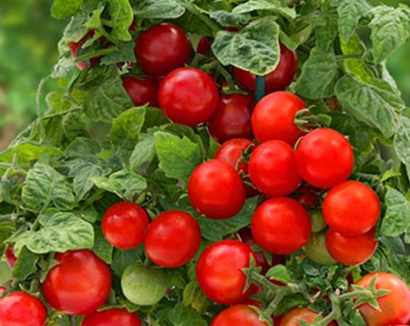 Hướng dẫn sử dụng Multimolig-M cho cây cà chua