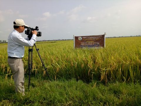 Truyền hình Thái Bình ghi nhận năng suất sử dụng Multimolig-M trên cây lúa