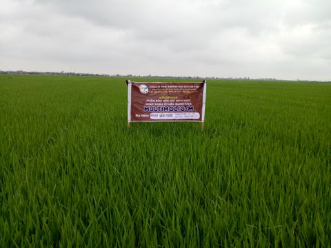 Mô hình sử dụng phân bón hữu cơ sinh học Multimolig-M trên cây lúa tại Thái Bình