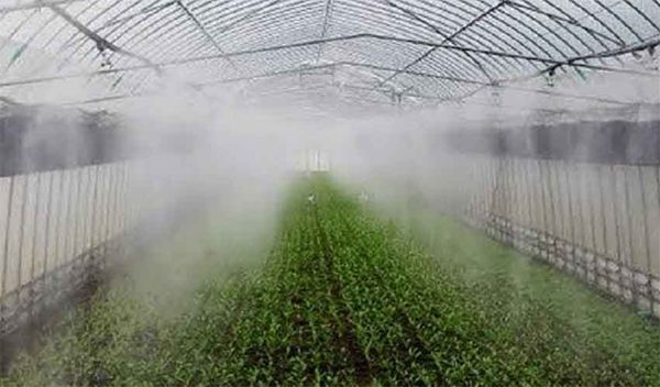 phun sương thủy canh