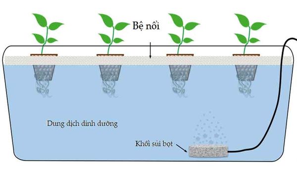 phun sương thủy canh