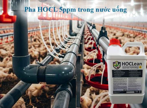 Pha axit hypochlorous (HOCL) trong nước uống cho gà