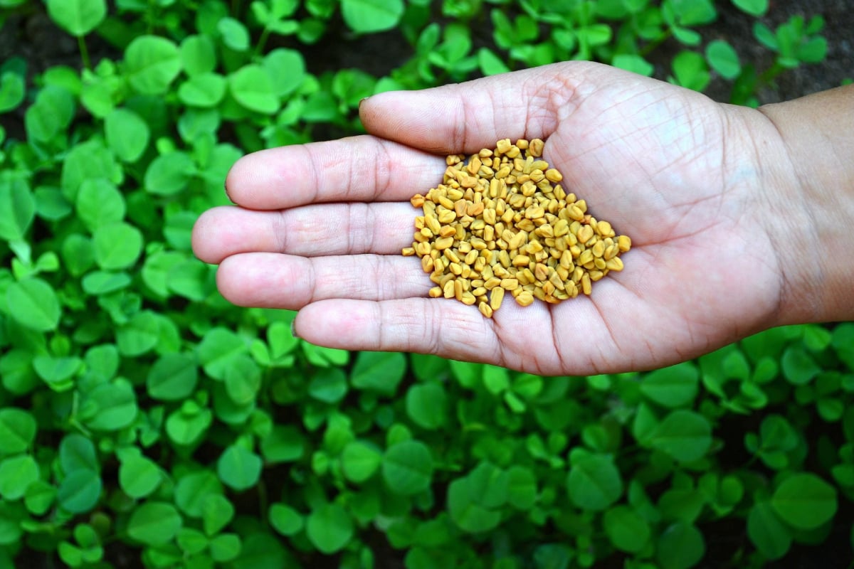 Tìm hiểu cỏ cà ri Ấn Độ (Fenugreek)