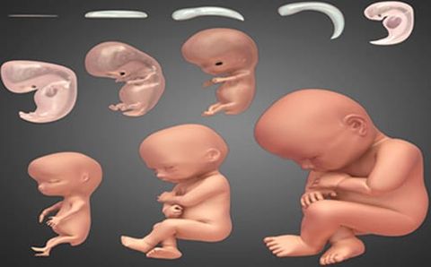 Bảng cân nặng và chiều cao của thai nhi qua từng giai đoạn
