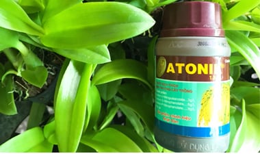 Dung dịch Atonik Chế phẩm thần kì cho hoa lan